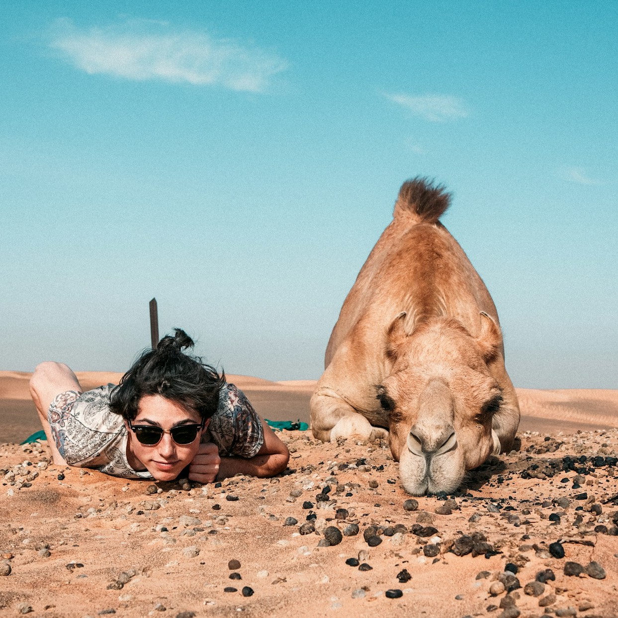 man-is-playing-with-his-pet-camel